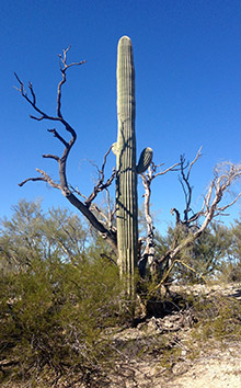 Desert Scene in Marana