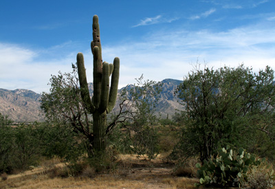 Hohokam Village Ruins Site in Oro Valley