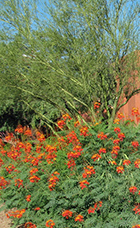 Community-Center